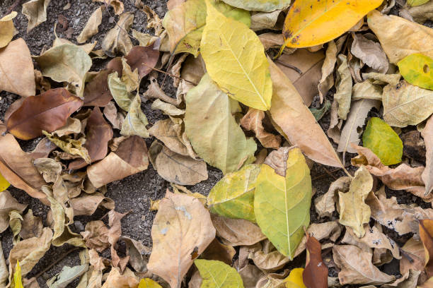 istock Dry leaves background, fallen leaves on ground 1077687224