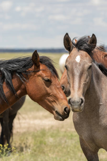 istock Wild Horses in the Utah Desert in Summer 1077693640