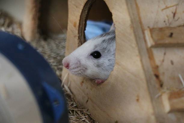 istock small rat portrait in the barn 1077695574