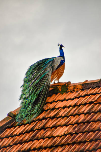 Peacock beautiful colorful bird in Sri Lanka