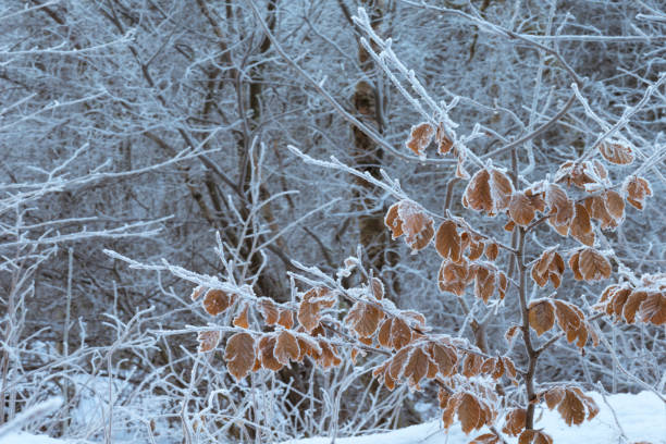 Branches of a small young beech tree with frosted brown withered leaves in winter. Shallow depth of field with focus placed over the nearest branches. The background is blurred.