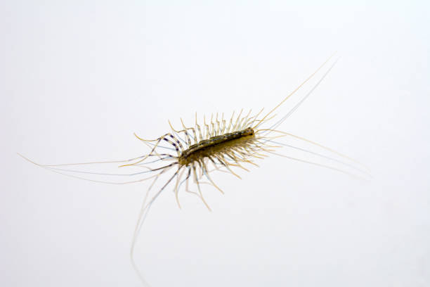 istock House centipede. domestic insects. 1077702686
