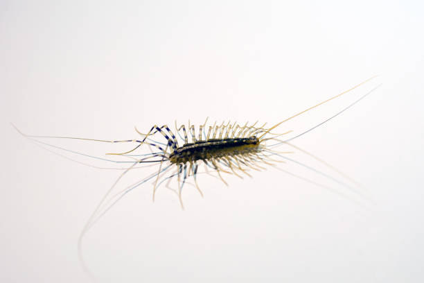 istock House centipede. The Flycatcher Millipede. 1077703374