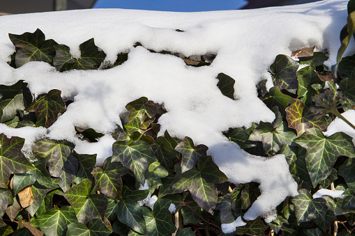 A bush of cotoneaster horizontalis is covered with snow outdoors
