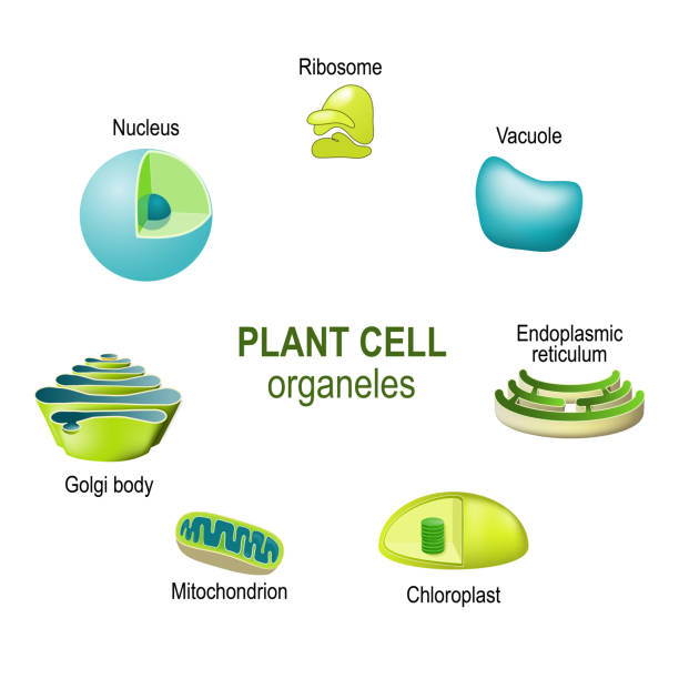organelles of plant cells organelles of plant cells. Vector illustration for biological, science and educational use endoplasmic reticulum stock illustrations