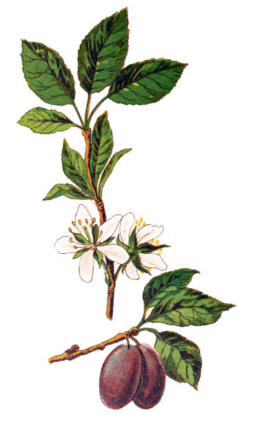 Wild Plum, Prunus domestica Illustration of a Wild Plum, Prunus domestica plum tree stock illustrations