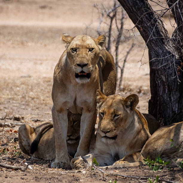istock Female Lions 1077712358