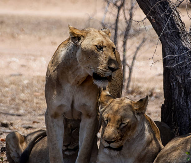 istock Female Lions 1077712674