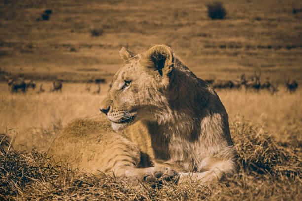 Afrikanischer Löwe / African lion / Panthera leo
