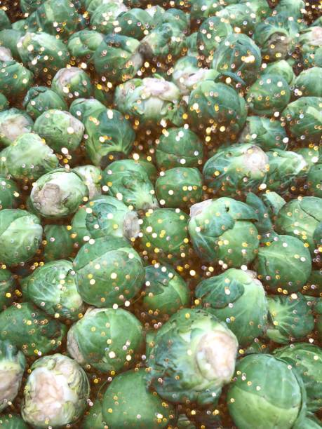 Full frame Brussels sprouts holiday background with twinkling Christmas lights overlay