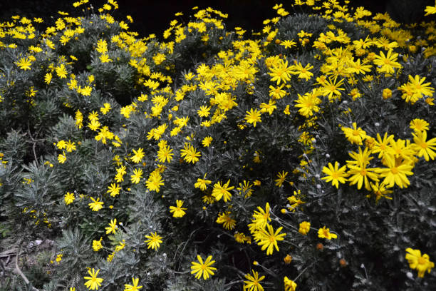 istock Yellow Flowers At Night 1077723330