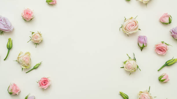istock rose bud mix white background tender floral layout 1077723738