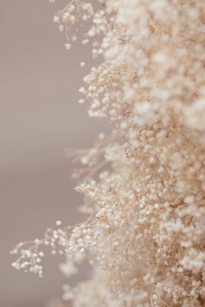 istock dry soft branches white flowers blur natural decor 1077723884