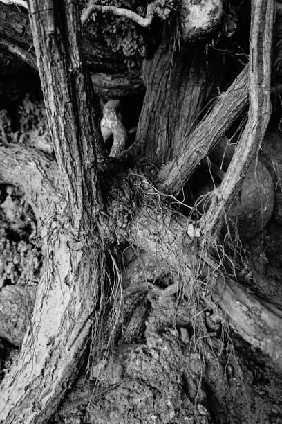 istock Banyan tree and banyan roots background. Jungle in black and white 1077730002