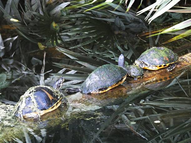 istock Florida Red-bellied Cooter (Pseudemys rubriventris) 1077733314