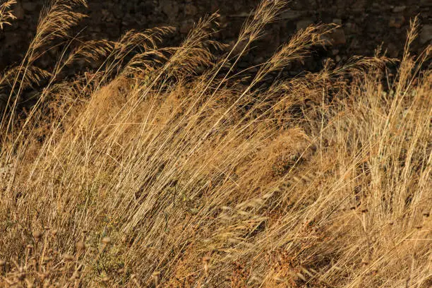 Photo of Image of golden Autumn withered grass background texture