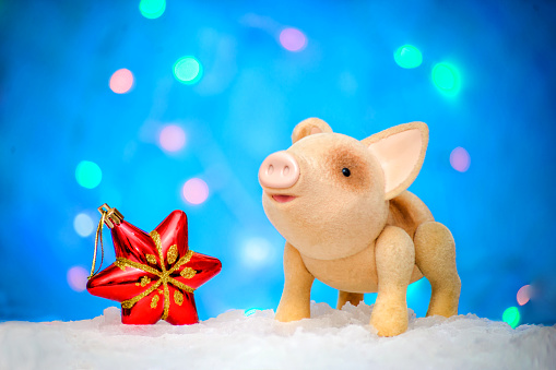 Symbol 2019 new year's cute pig with a Christmas red star in the snow on a blue background with lights