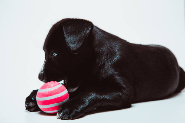 istock Black puppy playing with a pink ball 1077737830