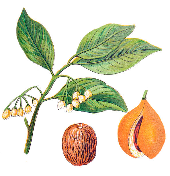 illustrazioni stock, clip art, cartoni animati e icone di tendenza di noce moscata (myristica fragrans) - nutmeg india spice nut