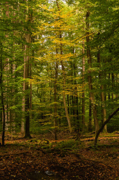 istock Colorful autumn leaves in german forrests 1077741068