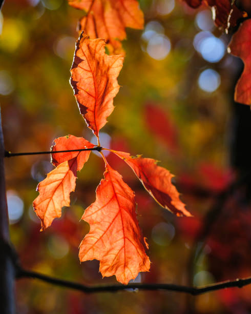 istock Colorful autumn leaves in german forrests 1077741528
