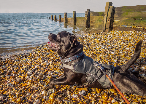Happy Staffordshire bull terrier dog wearing a harness jacket lying on a beach with pebbles at the water front along side a wooded water breaker groyne. It is a sunny winter day