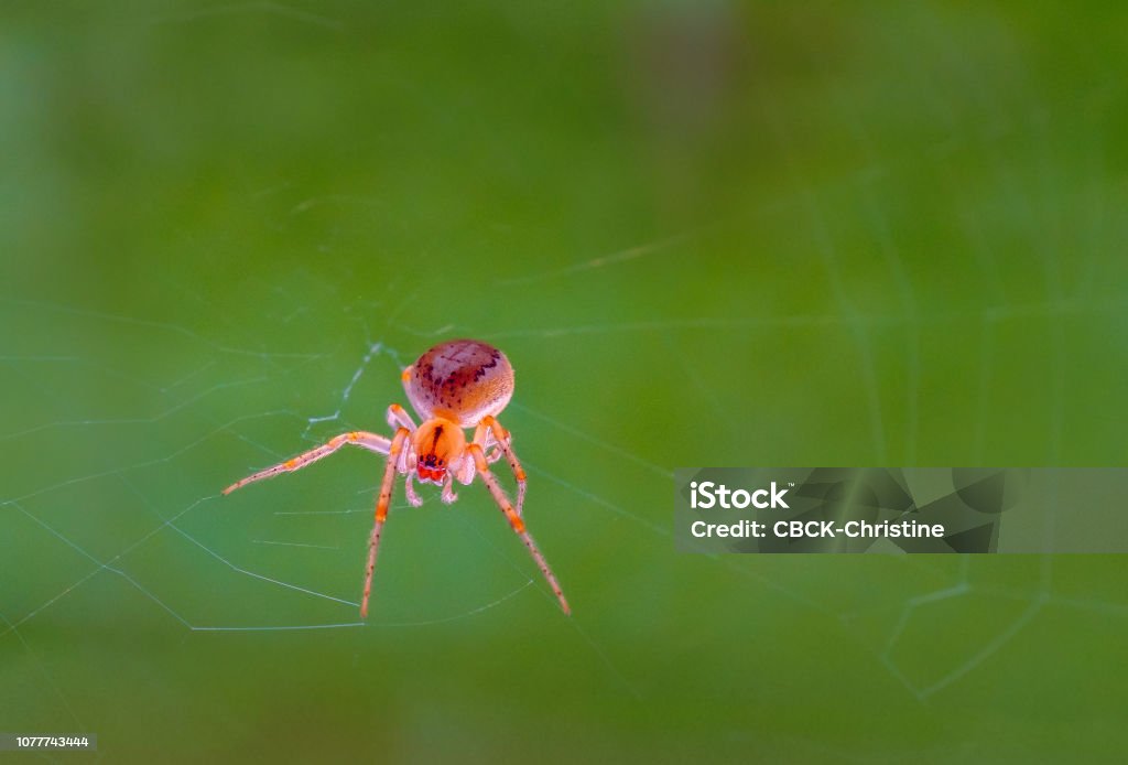 common garden spider caught in the morning sunlight weaving its fine silk web Animal Stock Photo