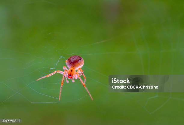 Common Garden Spider Caught In The Morning Sunlight Weaving Its Fine Silk Web Stock Photo - Download Image Now