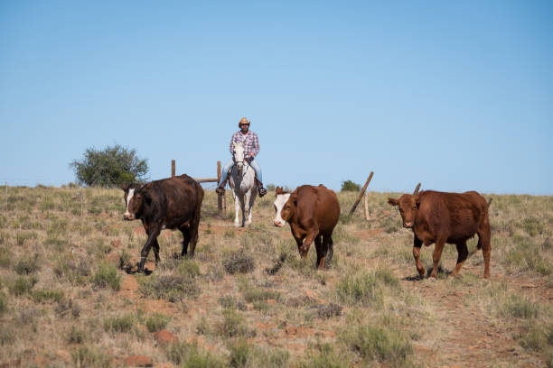 istock Cowboy on horseback herding some cattle 1077745436