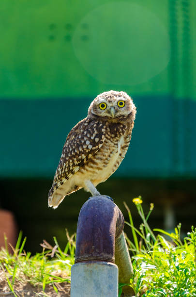 istock Burrowing owl with surprise face standed on a pipe with a green metallic background 1077745528