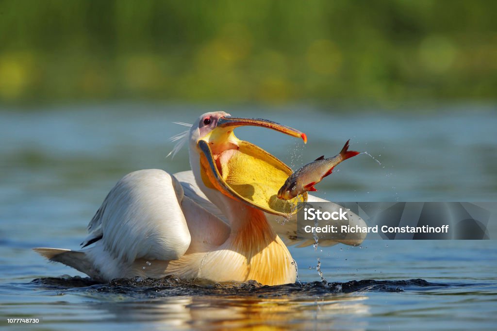 Pelican (Pelecanus onocrotalus) in natural habitat Great white pelican Pelican Stock Photo