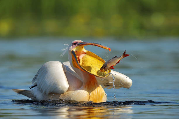 pelicano (pelecanus onocrotalus) no habitat natural - pelicano - fotografias e filmes do acervo