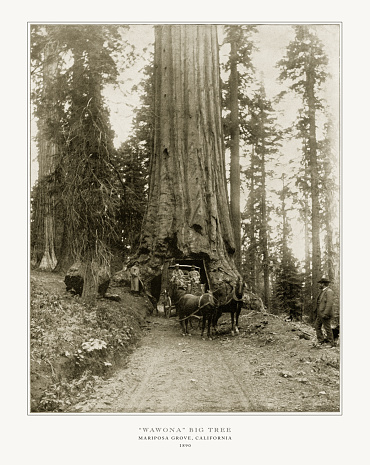 Gran árbol de Wawona, Mariposa Grove, California, Estados Unidos, antigua fotografía americana, 1893 photo
