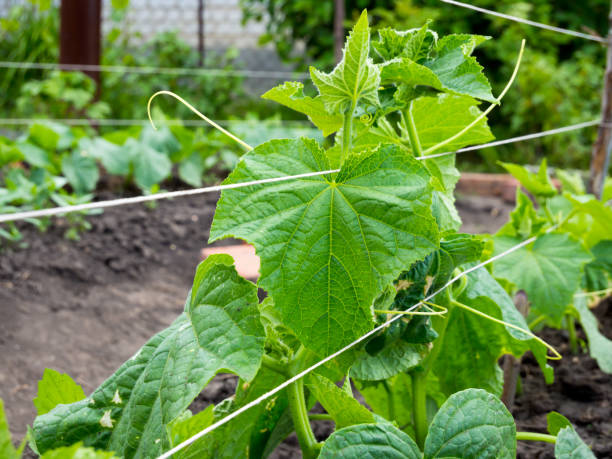 istock Lanes on a cucumber bed 1077755622