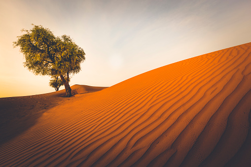 lonely tree on rippled desert sand dunes in the sultanate of oman.