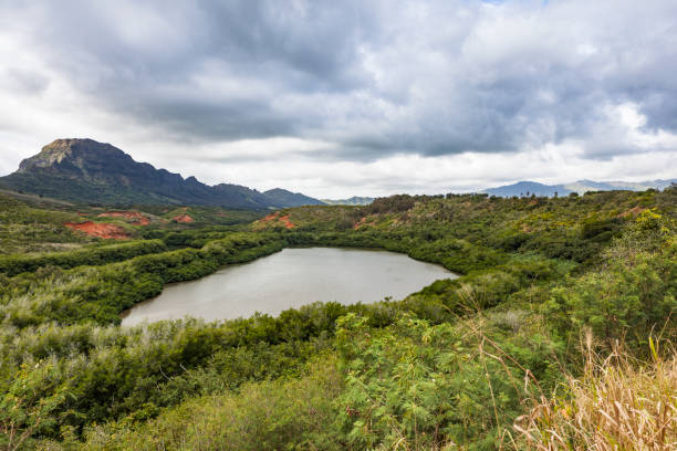 istock fish pond kauai island, hawaii islands 1077756618