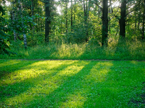 istock shadow of trees in the Park in summer 1077760236