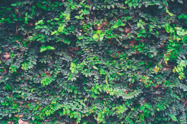 istock nature plant wall, nature building concept 1077760452