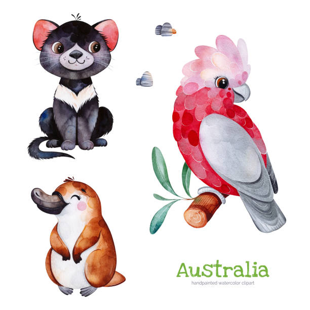 Cute collection with Tasmanian devil, platypus, cockatoo, stones. Australia watercolor set. Cute collection with Tasmanian devil,platypus,cockatoo,stones.Watercolor cute animals.Perfect for wallpaper,print,packaging,invitations,Baby shower,patterns,travel,logos etc tasmanian animals stock illustrations