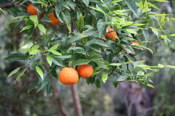 istock Ripe oranges in Syracuse, Sicily Italy 1077765282