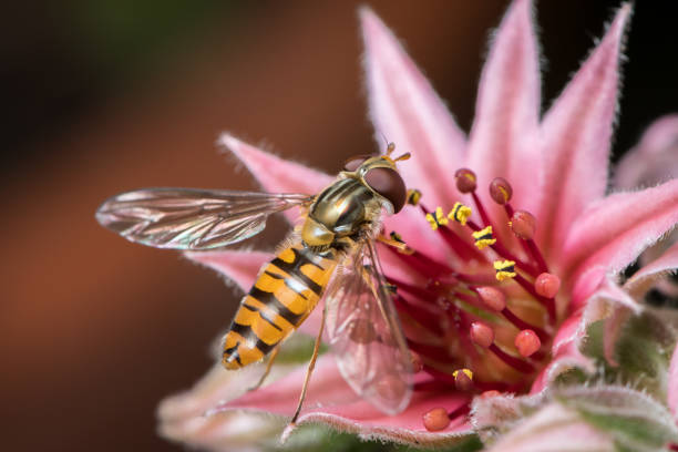 istock A female marmalade hoverfly (Episyrphus balteatus) sitting on a houseleek 1077765304