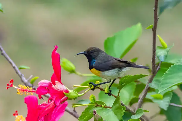 Newton's sunbird, male, beautiful bird in Sao Tome and Principe, eating the nectar of an hibiscus flower