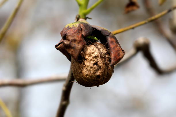 istock Completely cracked and open wrinkled dark brown walnut husk with fully visible light brown shell still attached to branch 1077772028