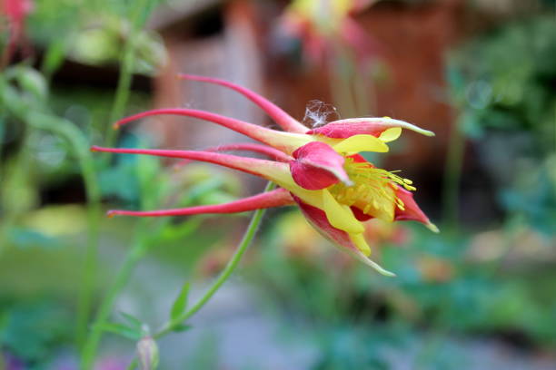 Aquilegia skinneri Tequila Sunrise or Columbine pratially blooming flower side view Aquilegia skinneri Tequila Sunrise or Columbine or Granny's bonnet partially blooming bright red to copper-red, orange with golden yellow center flower side view on dark green background skinneri stock pictures, royalty-free photos & images