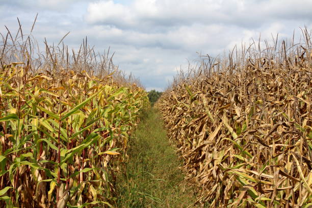 istock Two cornfields with still green and ripe side separated with row of high uncut grass with cloudy blue sky in background 1077772138