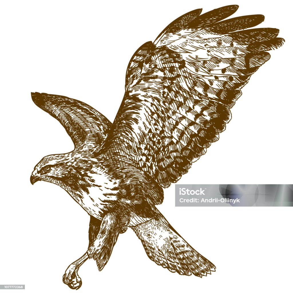 illustration de la gravure de buse - clipart vectoriel de Falconidés libre de droits