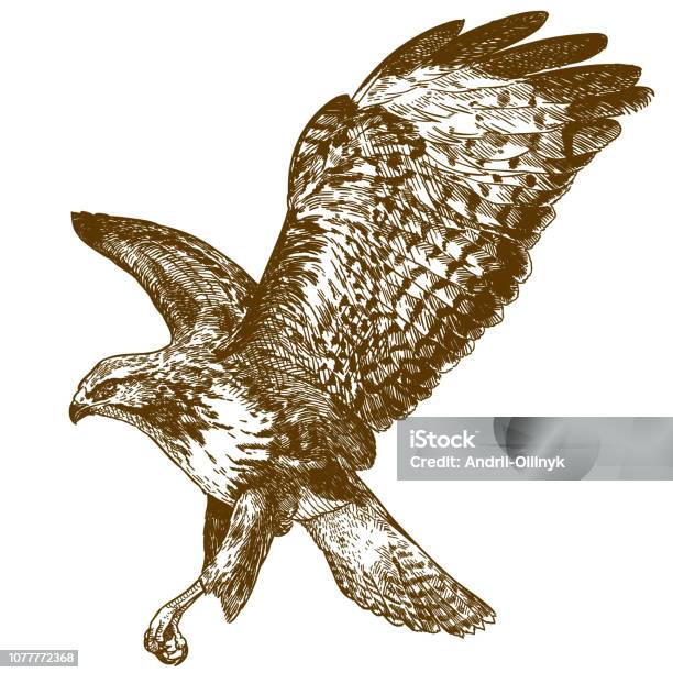 Illustration De La Gravure De Buse Vecteurs libres de droits et plus d'images vectorielles de Falconidés - Falconidés, Illustration, Aigle