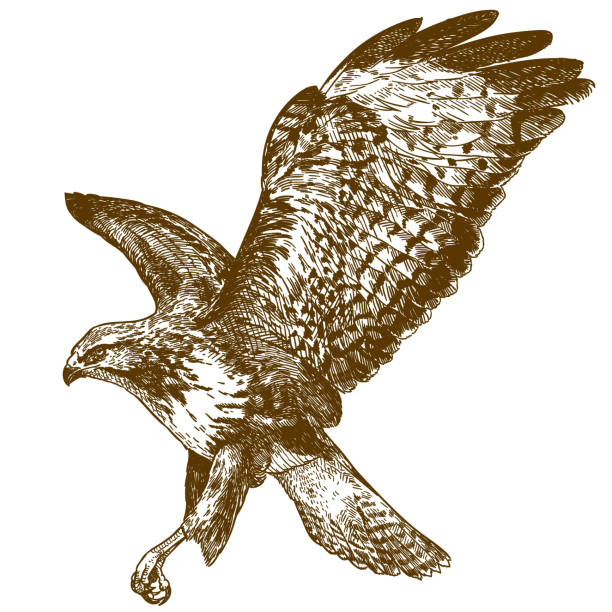 ilustrações de stock, clip art, desenhos animados e ícones de engraving illustration of buzzard - bird of prey