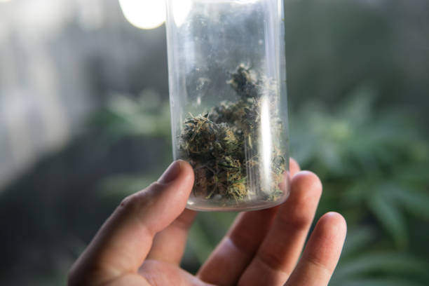 istock marijuana buds strains close-up 1077775570