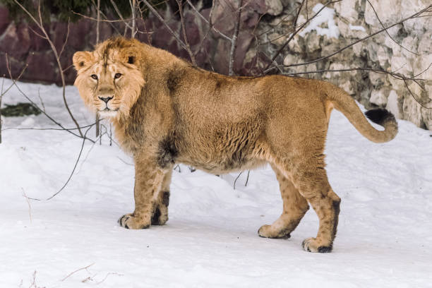 istock Young Lion Hunting in the morning Snow 1077779210
